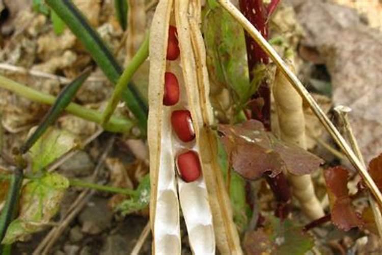 红小豆生长期需要喷施什么肥料？