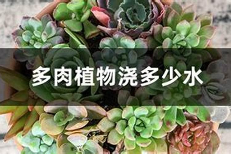 春季新手如何给多肉浇水 浇多少水合适