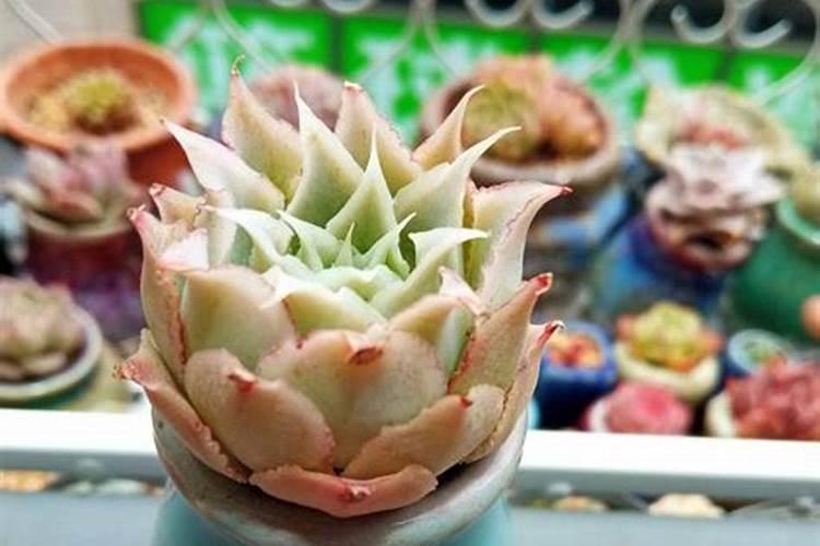 多肉植物一次浇多少水 一般什么时候浇水最好