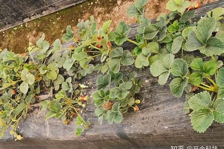 草莓膨果期用什么肥