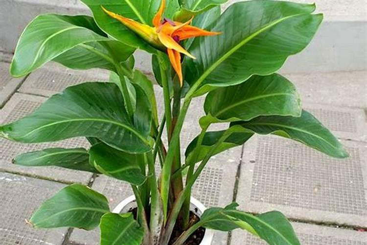 白掌换盆后打蔫怎么办 怎样才能避免白掌换盆后黄叶打蔫