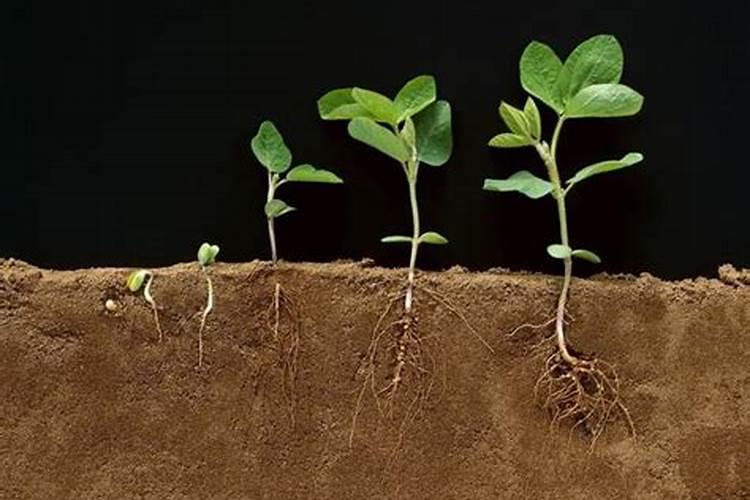 花生能使用尿铵氮肥吗