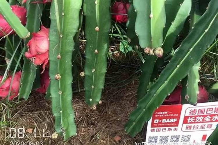 火龙果挂果期需补哪种肥料