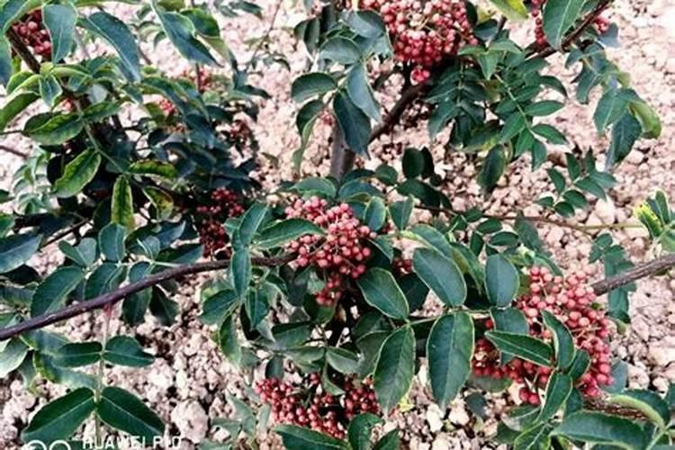 草莓施什么肥料较甜