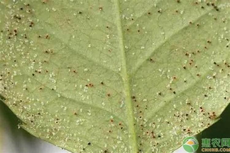 红掌用什么肥料最好