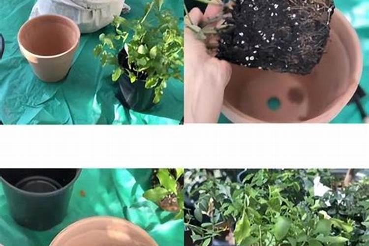 茶花底肥放什么肥好(底肥施用方法)