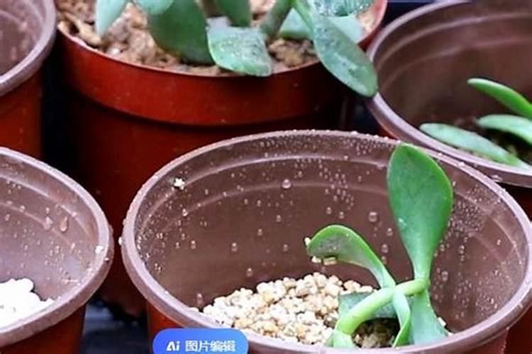 花换盆后叶子枯萎怎么办,叶子枯萎的原因