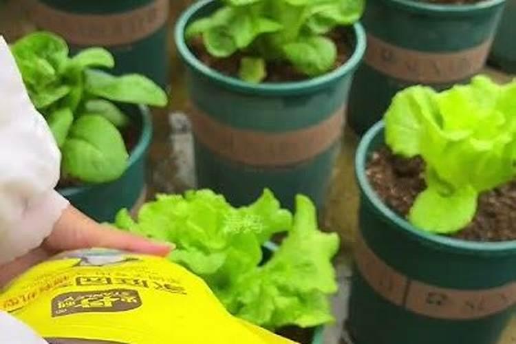 连续下雨后需要给蔬菜施肥吗