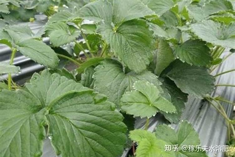 柠檬在各个时期如何施肥