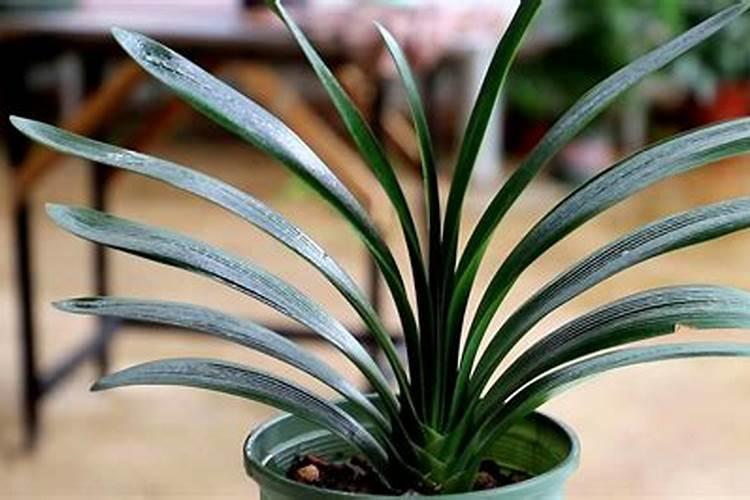 君子兰最好的施肥