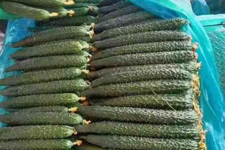 诺邦高钾肥料主要品种和特点