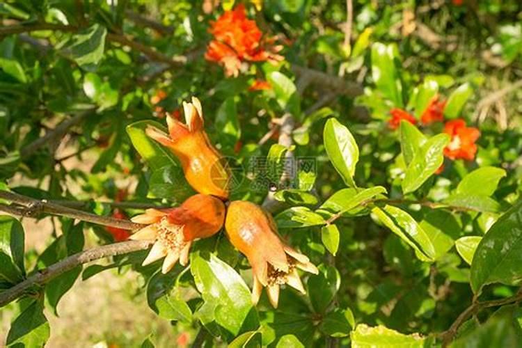 石榴树如何施肥 不同季节石榴树施肥的方法