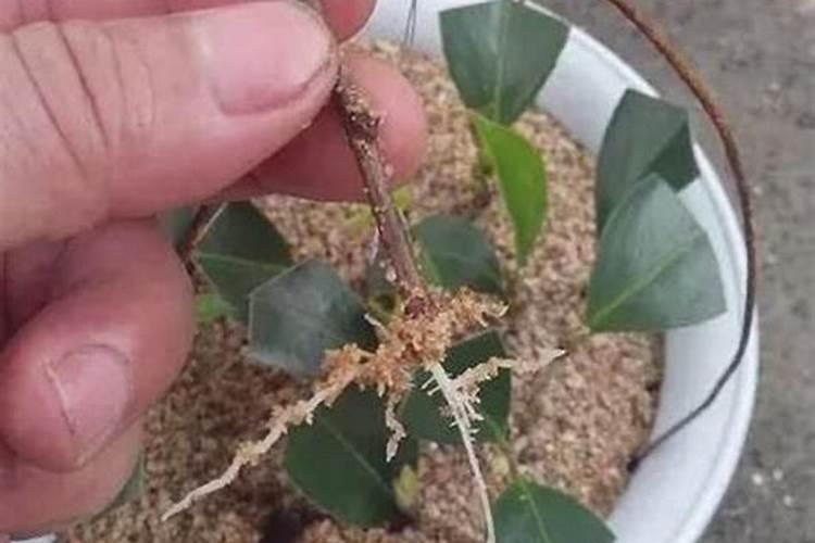 绿萝什么季节用营养液,几天喷一次