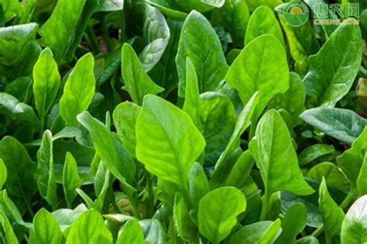 波菜种下去几天发芽 多久可以施肥