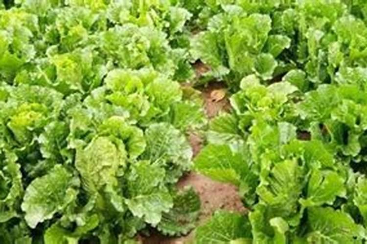 瓜果蔬菜叶面肥的正确使用方法(什么时候打叶面肥好)