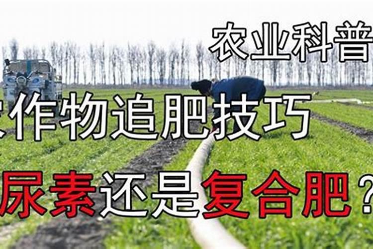 草莓专用肥是什么肥料,草莓施入氮磷钾肥的作用