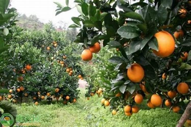 金银花施肥方法大全!