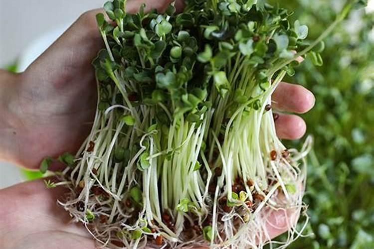 葡萄什么时间追肥？水溶肥怎么用