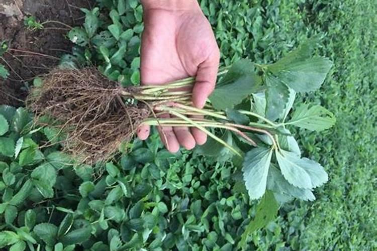 草莓苗幼期补什么肥料