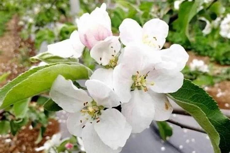 果树什么时候施肥最好？