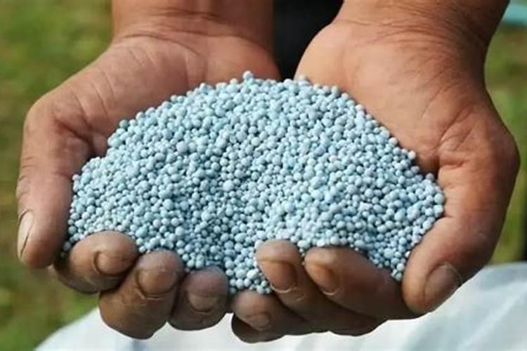 大蒜叶子发红发紫打什么药好