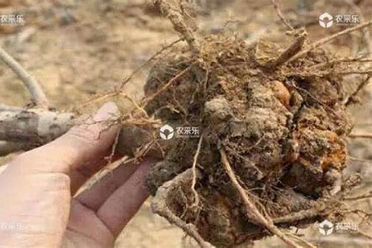 桃子花脸病怎么防治？