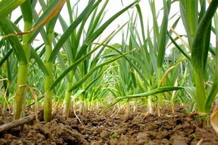 味精可以兑水烧花吗？