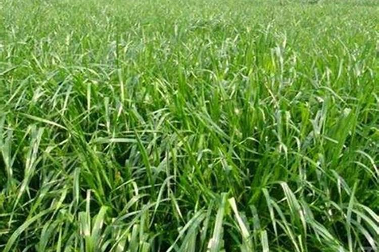 黑麦草种植用什么肥料