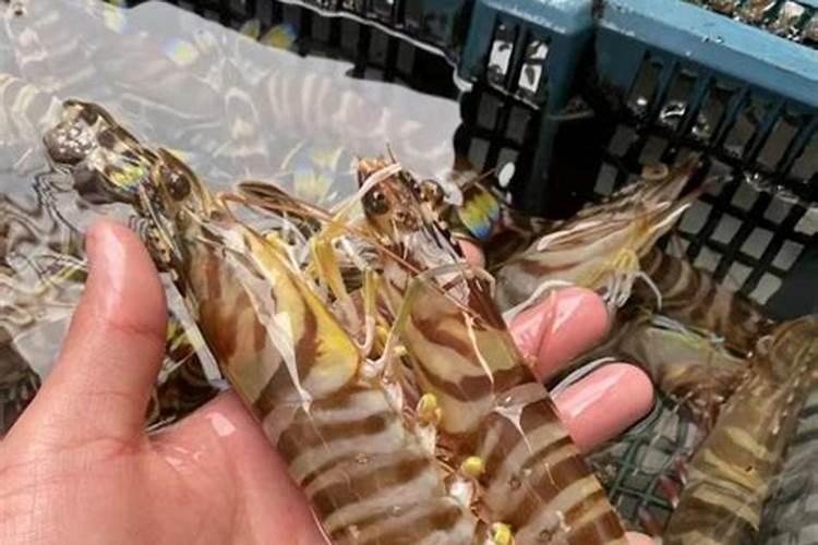 有机肥里面含有的什么元素比较多