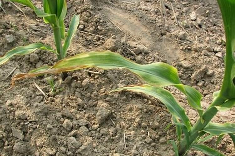 花生能使用尿铵氮肥吗