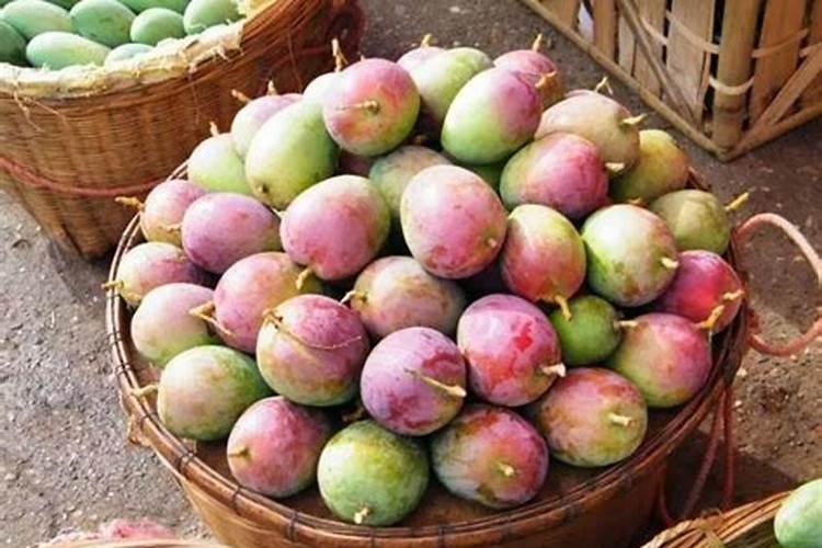 芒果树最好的肥料是什么？