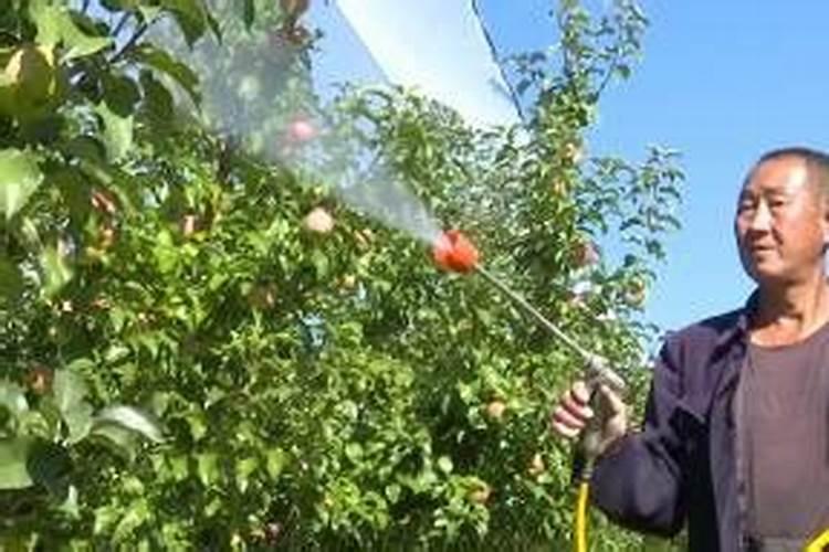 苹果树开花前施什么肥打什么药