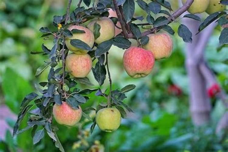 苹果几月份打硼好