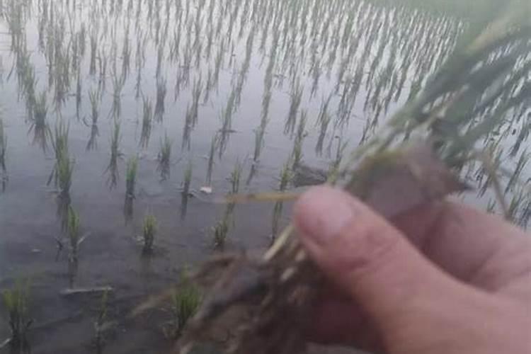 云南种植水稻的条件