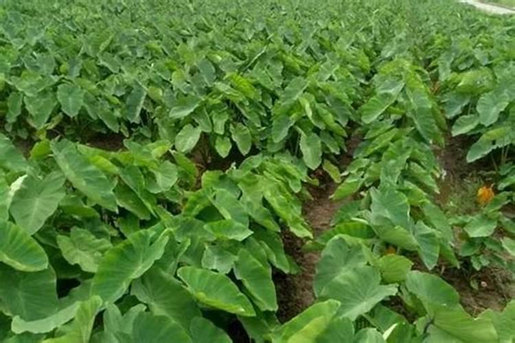 玉米什么时候喷磷酸二茎钾和尿素好？