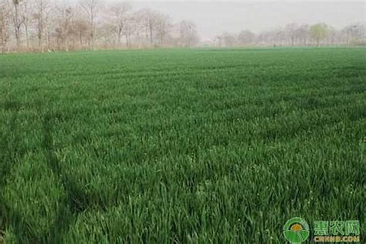 豆粕能当有机肥使用吗