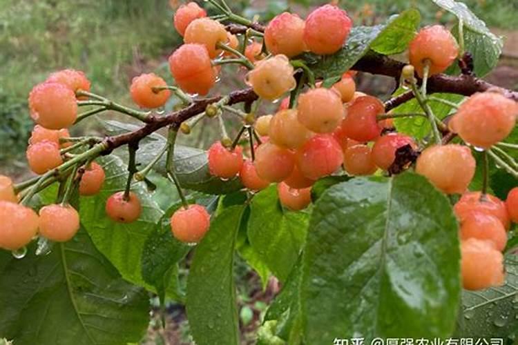 樱桃树花果期需要施肥吗？