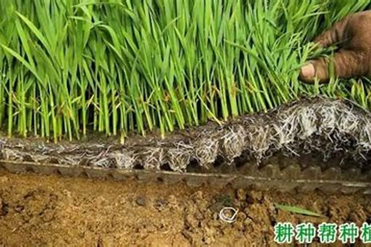 水稻什么时候撒锌肥