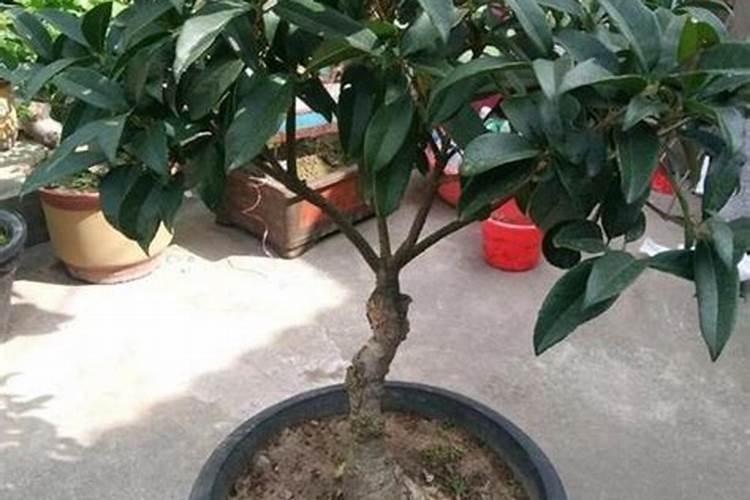 硫酸铵是什么肥料