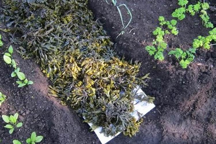 湖北冬季可以养哪些花草