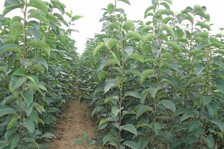 怎样防止梨树落花落果要施什么肥？？打什么农要？？急急急