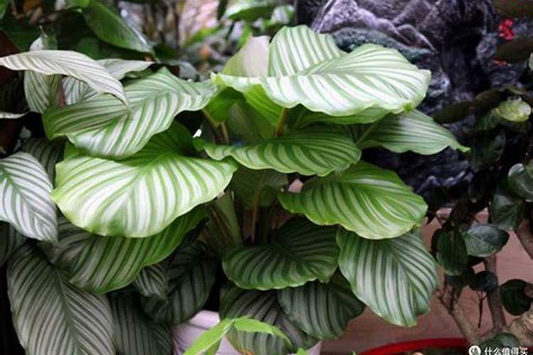 苹果竹芋怎么养长得快