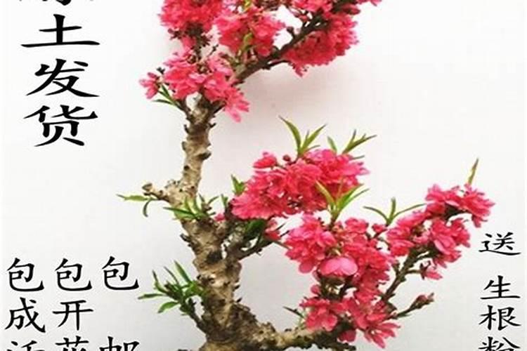 桃树膨大期专用增产叶面肥料？桃树结果期用哪种水溶肥效果好？