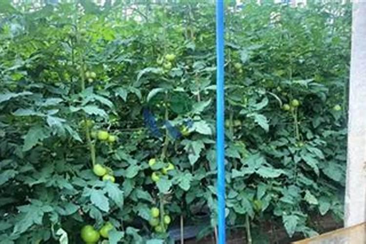 1斤水溶肥兑多少水