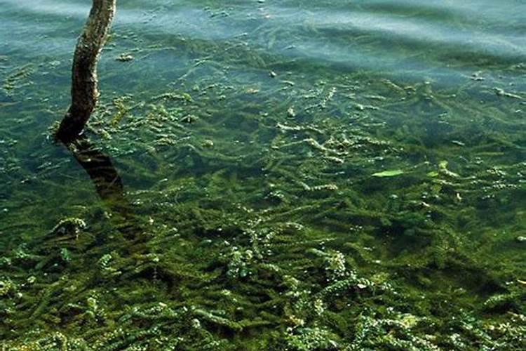 种菜用什么肥料能减少生病的概率？