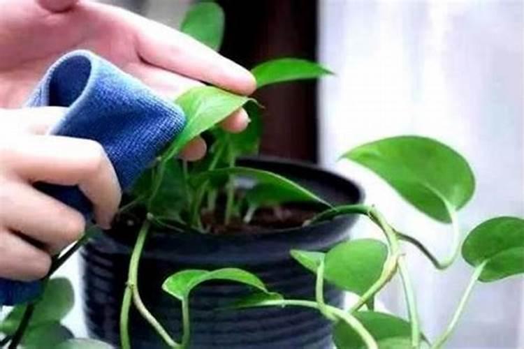 西红柿花期能喷施叶面肥吗