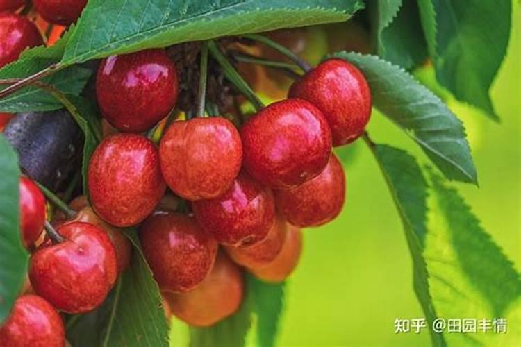 豆角弯曲解决办法