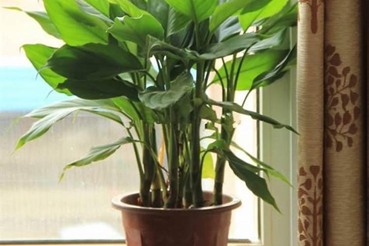 饮料 商标是讲益气是哪生产的