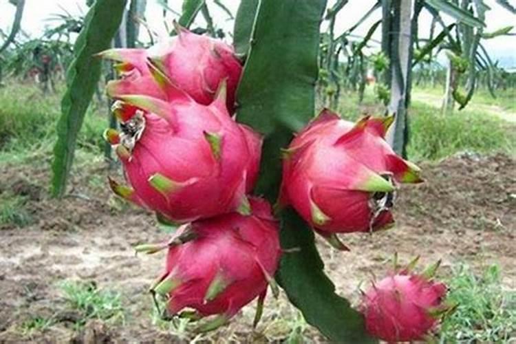 望秋微量元素水溶肥有什么功效？