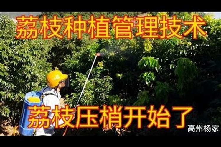 荔枝控梢促花最佳药物配合